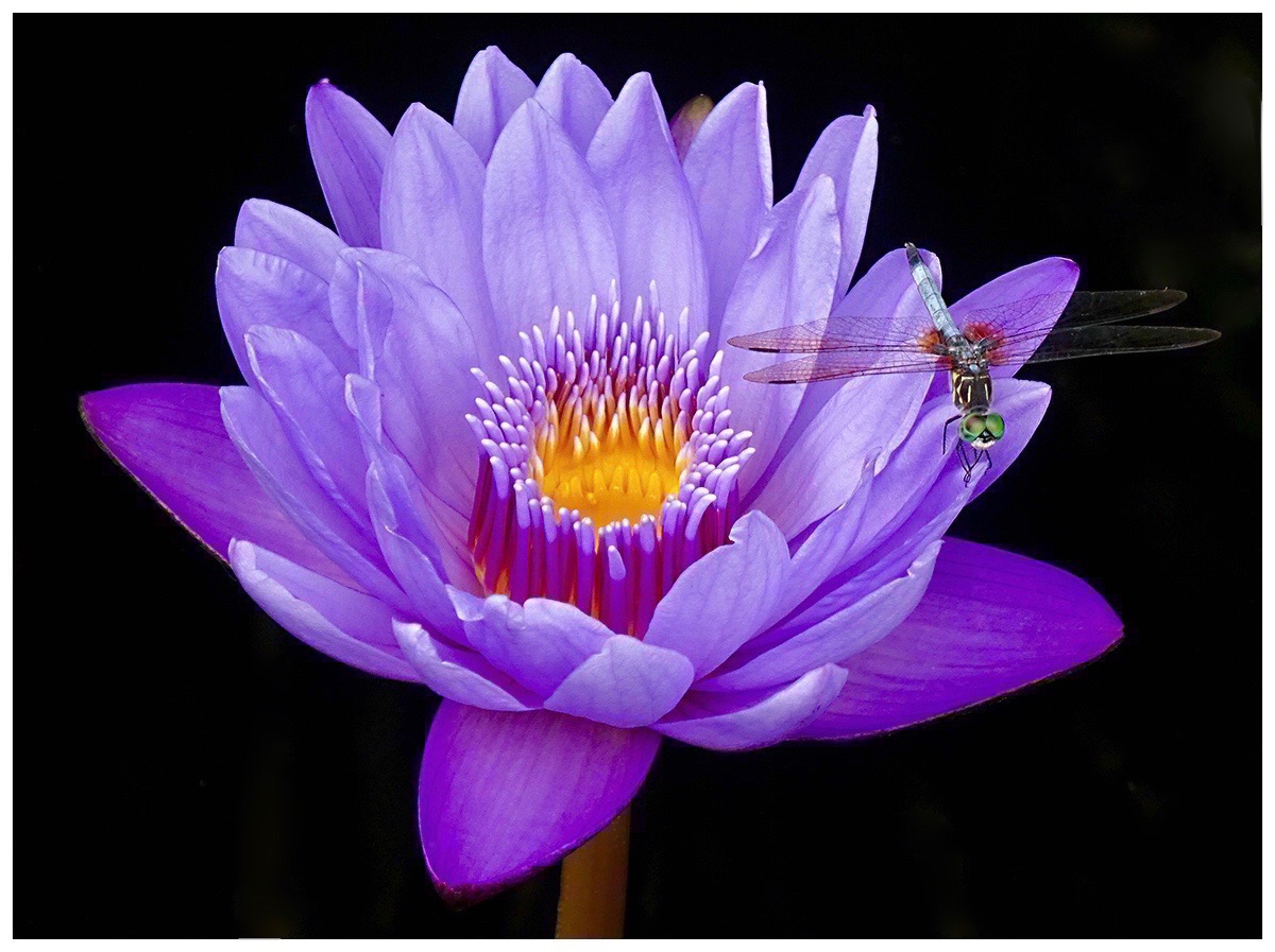 Ginger White - Water Lily & Visitor